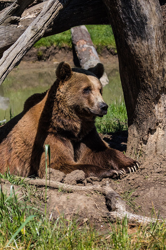 Brown Bear