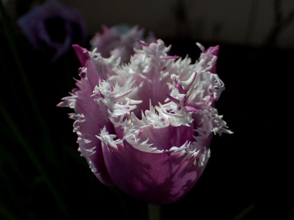 Feather Tulip