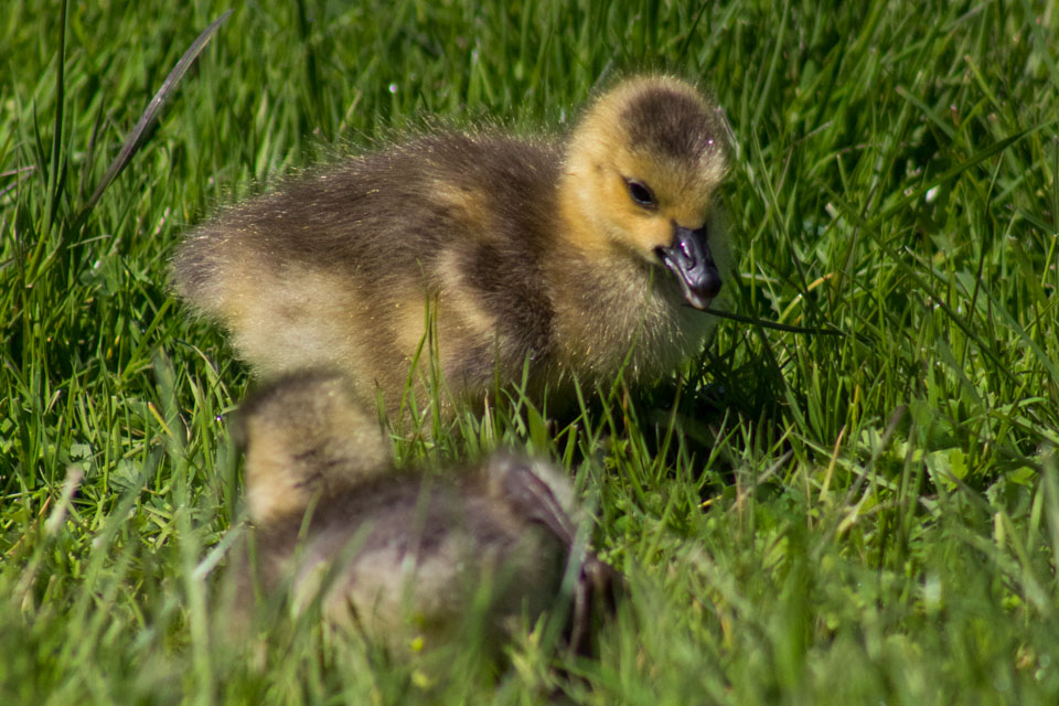 Gosslings