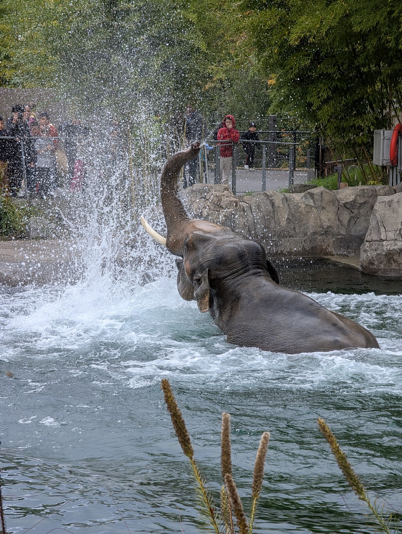Elephant