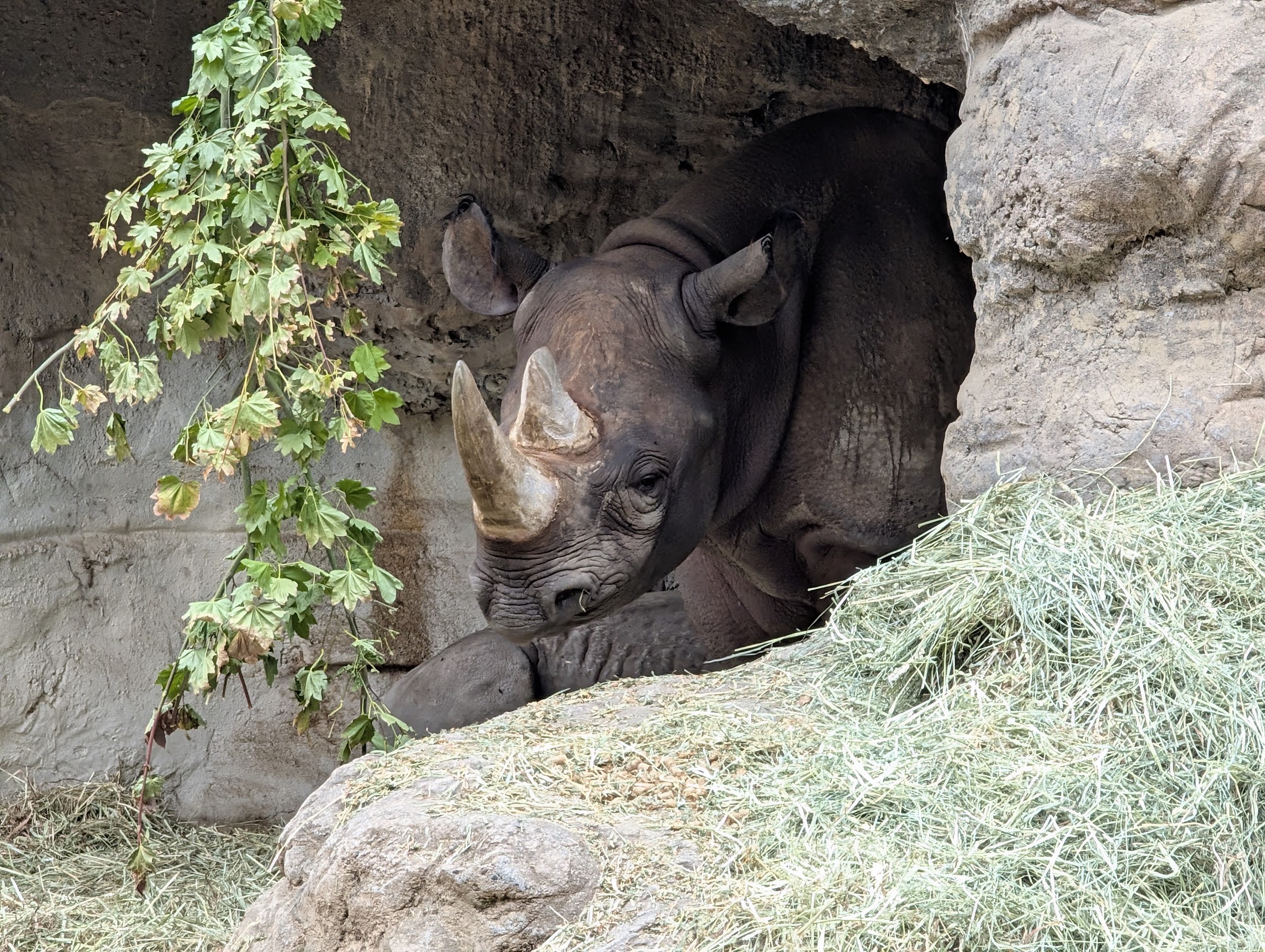 Rhino
